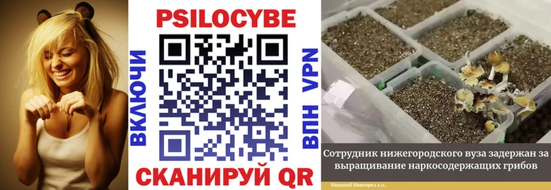 Галлюциногенные грибы Psilocybe Новоалтайск